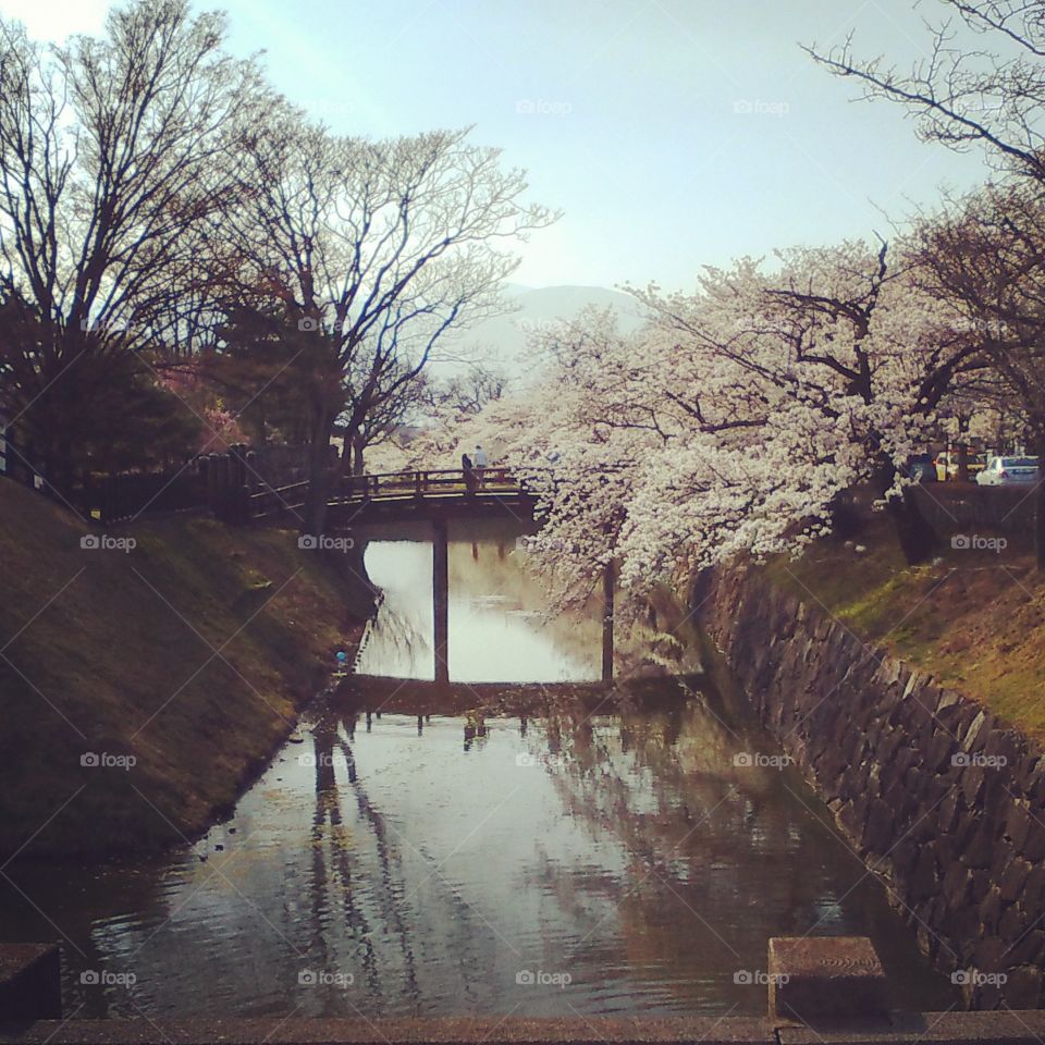 Beautiful Japanese cherry blossoms