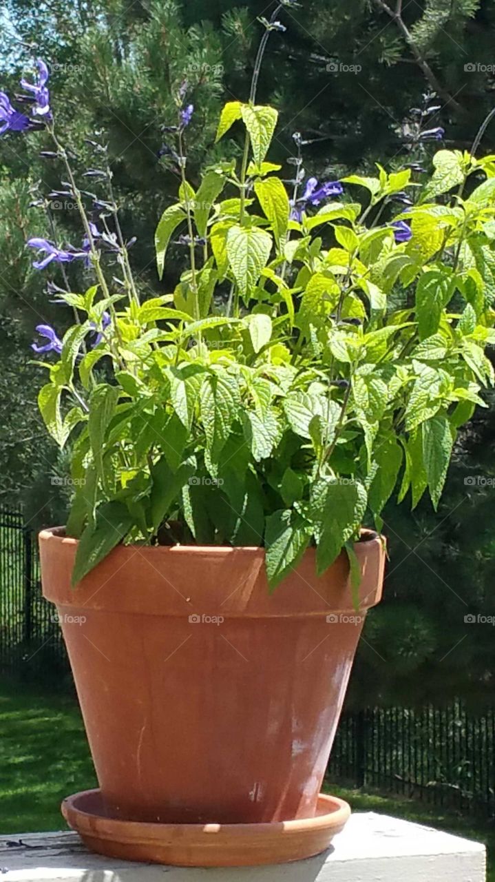 Black & Blue sage ... Humming birds love this!