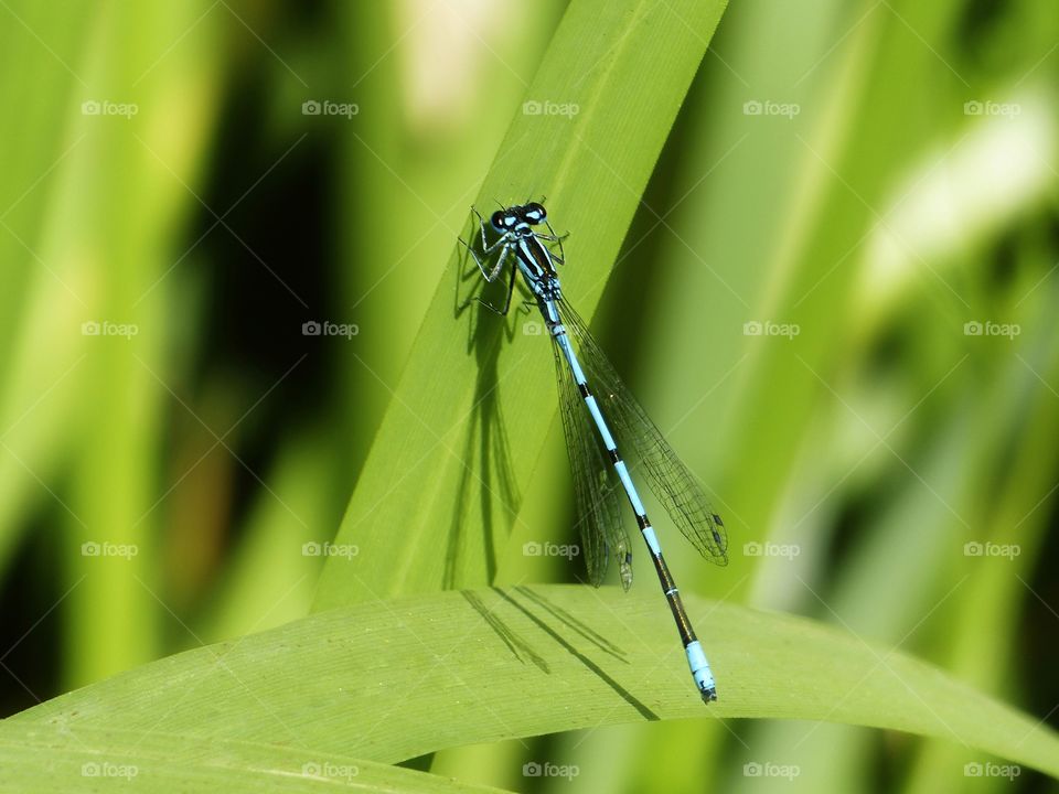 tiny dragonfly on the leaf