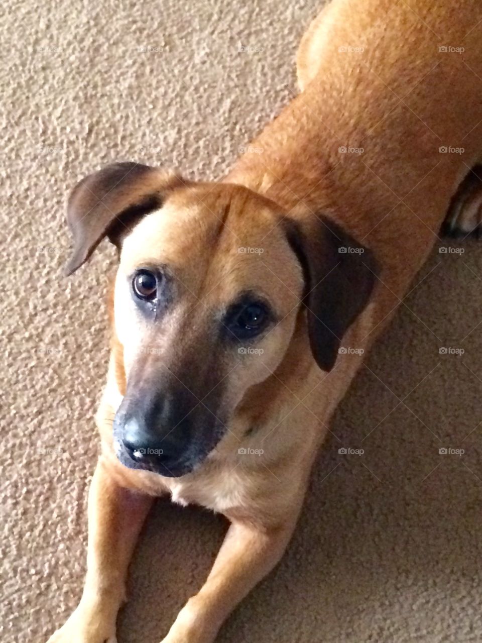 Wiener dog/Belgian Malinois mix