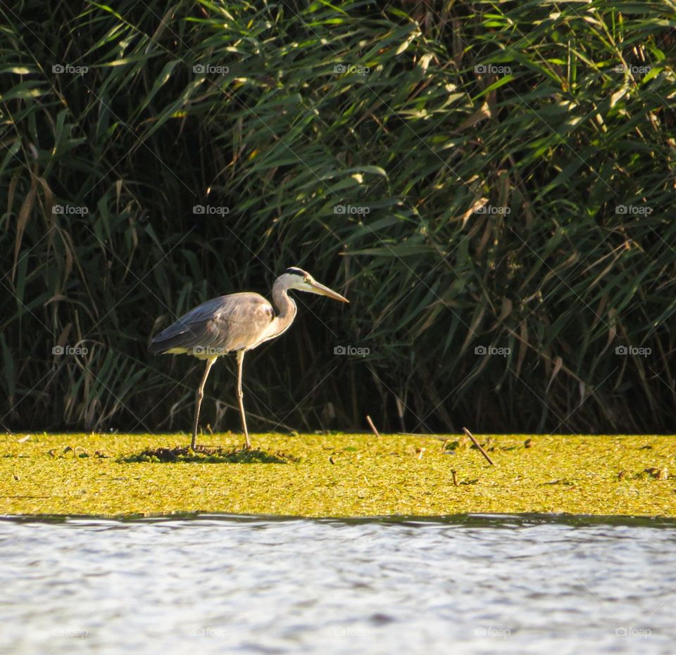 Heron waiting for pray.