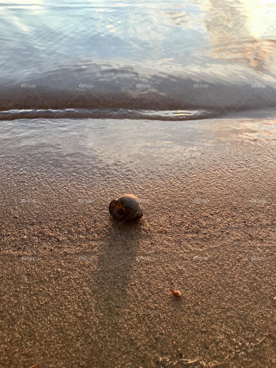 Gorgeous sunset light on single black freshwater snail washed up on lakeshore beach 