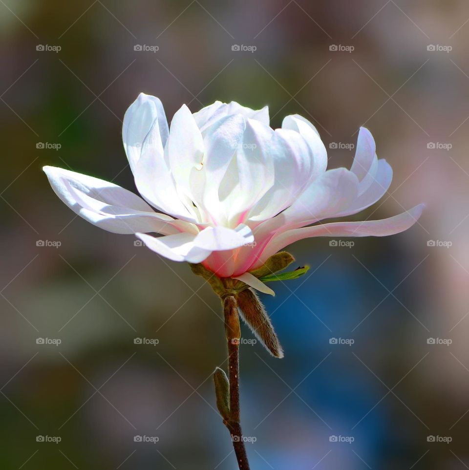 Magnolia tree blossom