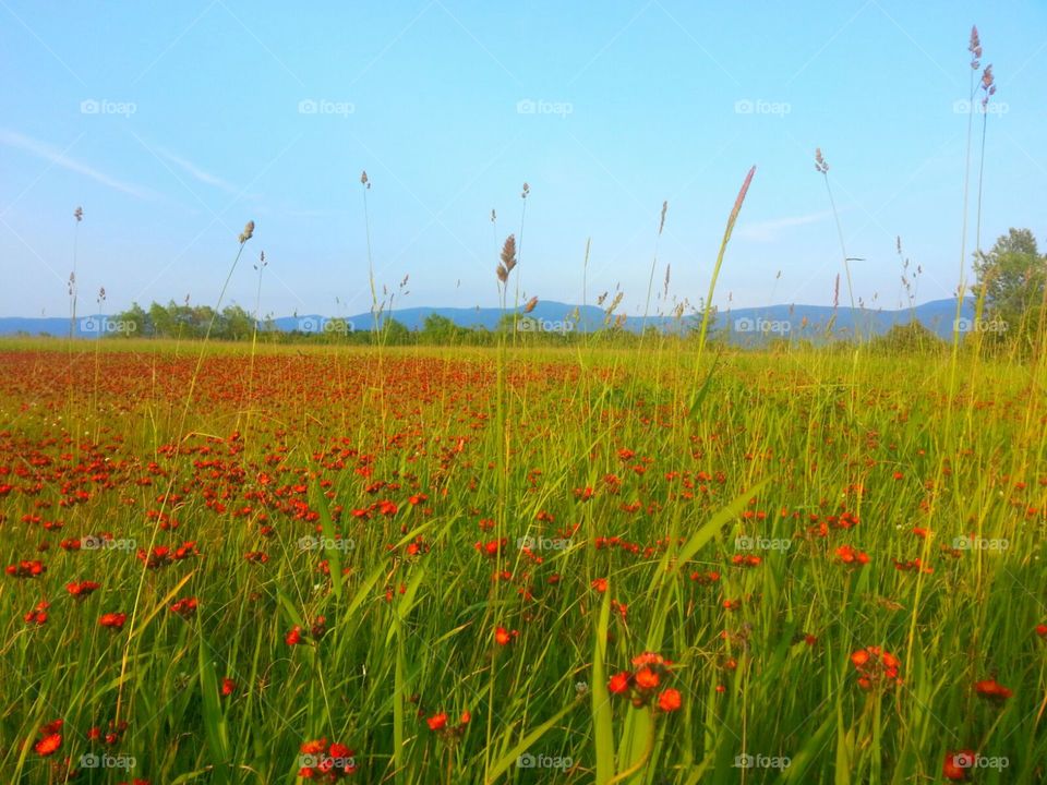 Field, Hayfield, Flower, Grass, Poppy