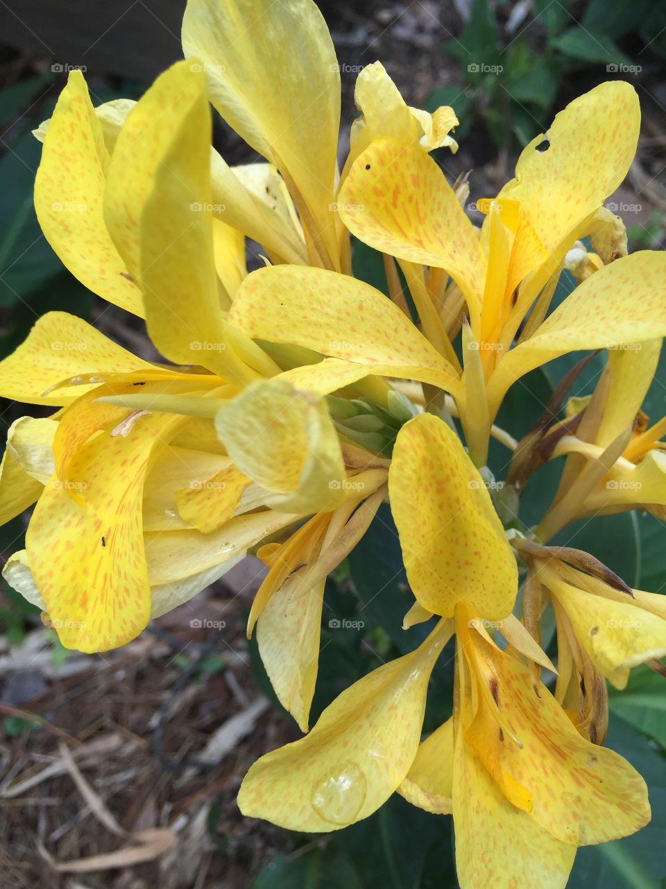 Yellow flower I saw at a flower garden in humble Texas 