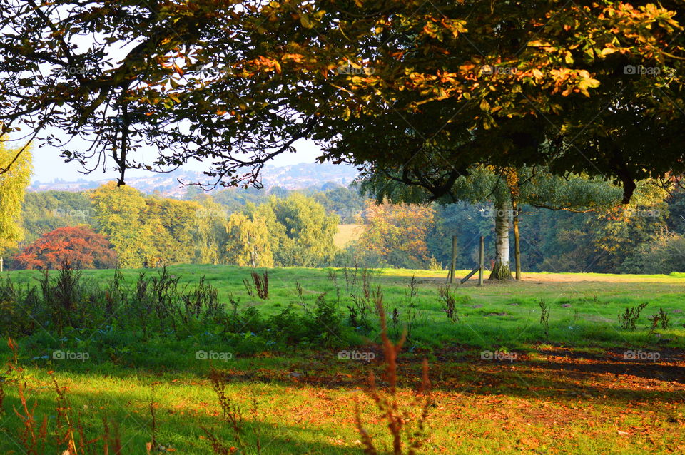 Scenic view of autumn trees