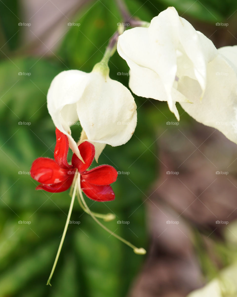 Clerodendrum bleeding heart 