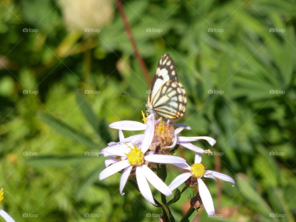 Mt Rainier Butterfly