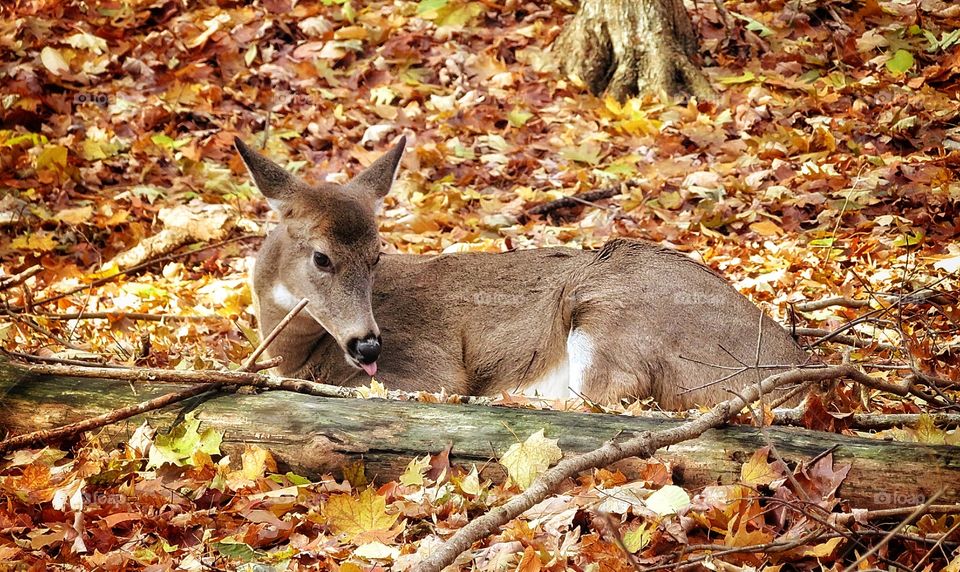 Mont St-Bruno Deer