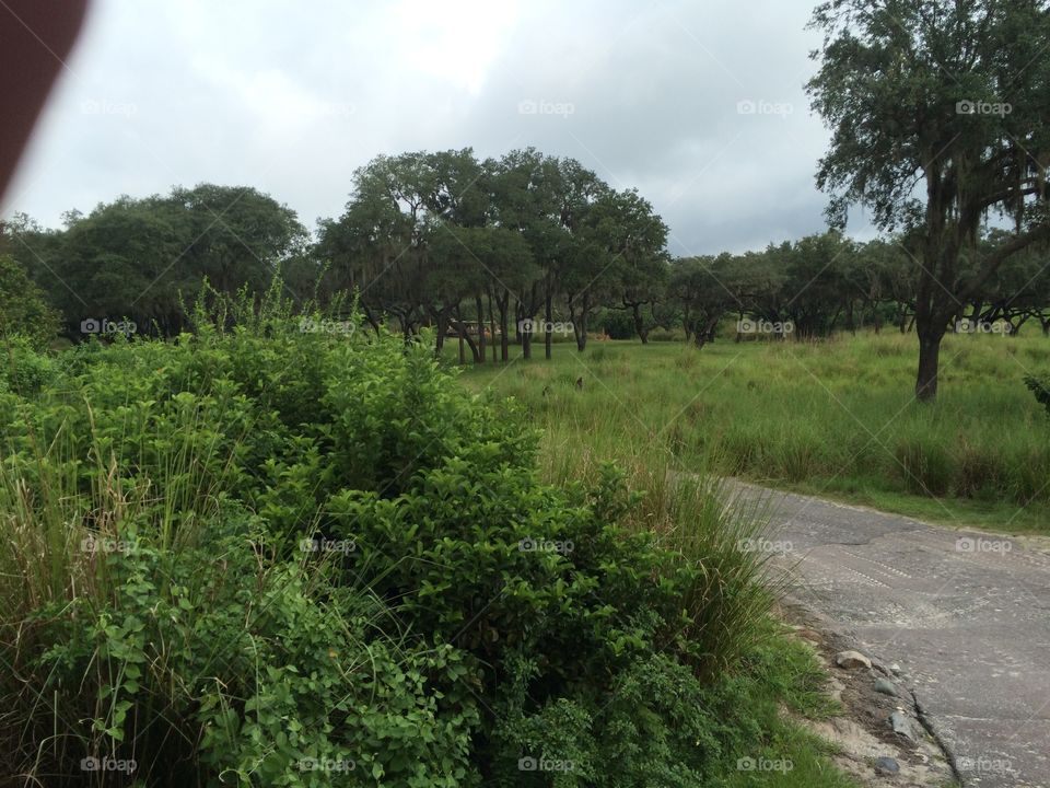 No Person, Landscape, Tree, Nature, Wood