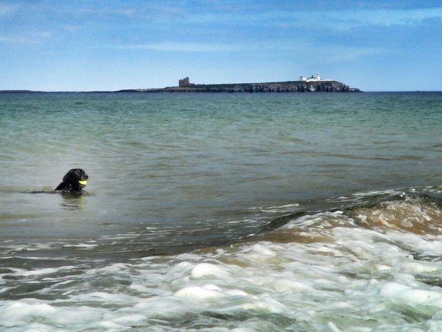 Farne Islands Northumberland
