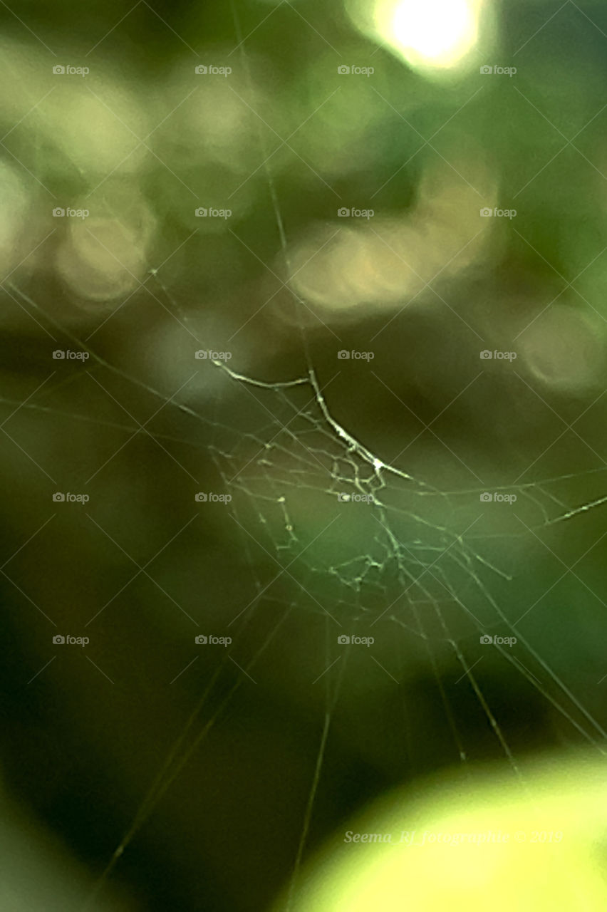 Amazingly surprising Mothernature, spider web
