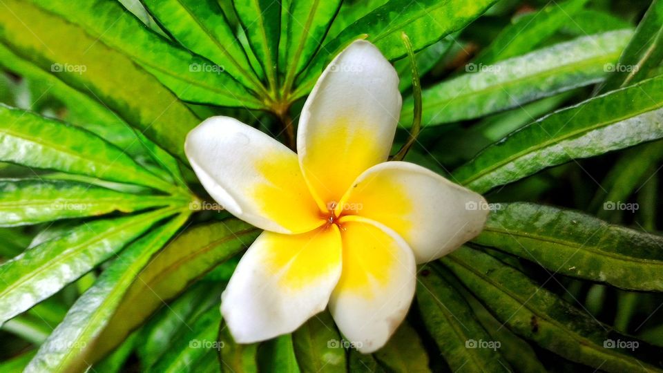 Spiraling flower on green leaves