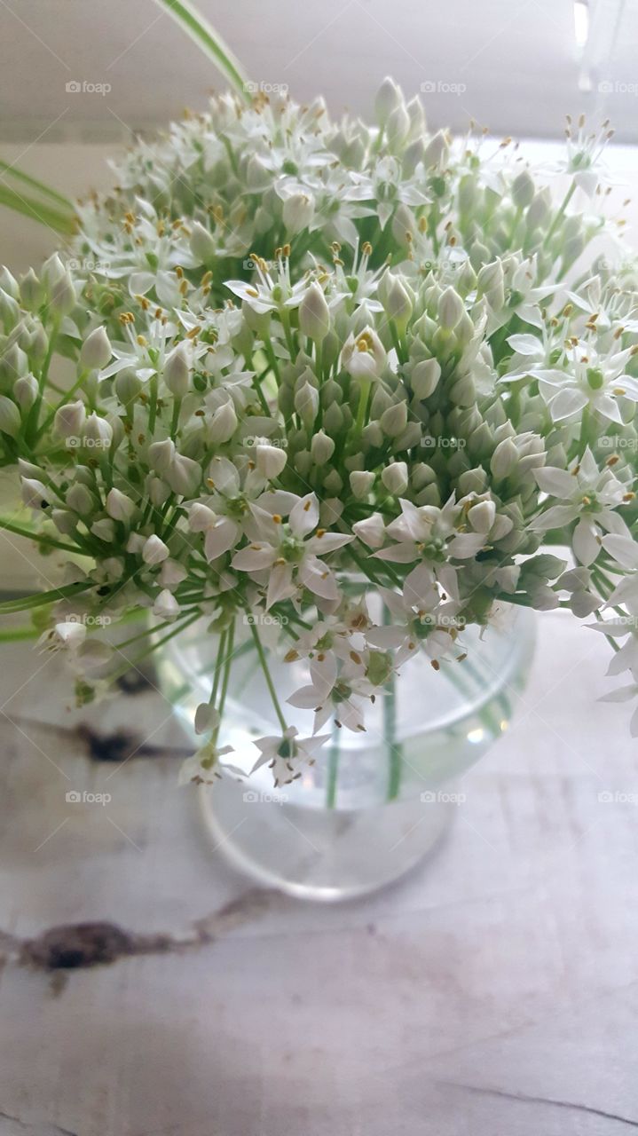 onion blossoms are pretty!