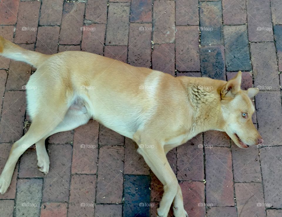 Dog sitting on its side , side view of a dog 