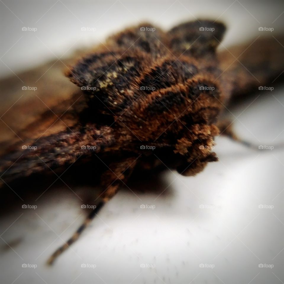 Big Hairy Moth