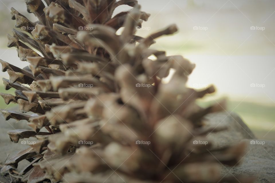 Pinecone textures 