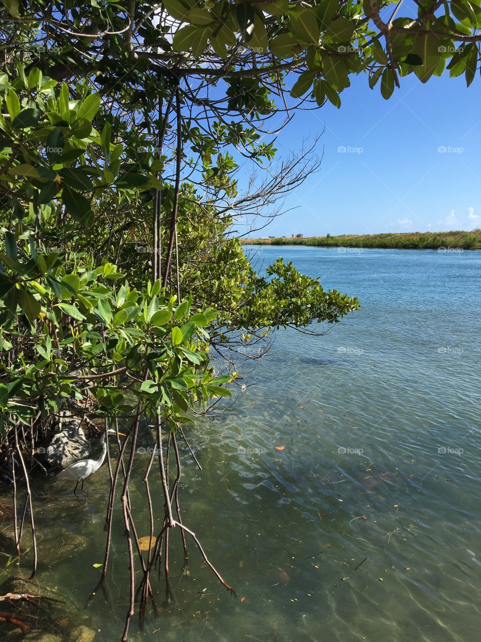 Peaceful river same with white ibis