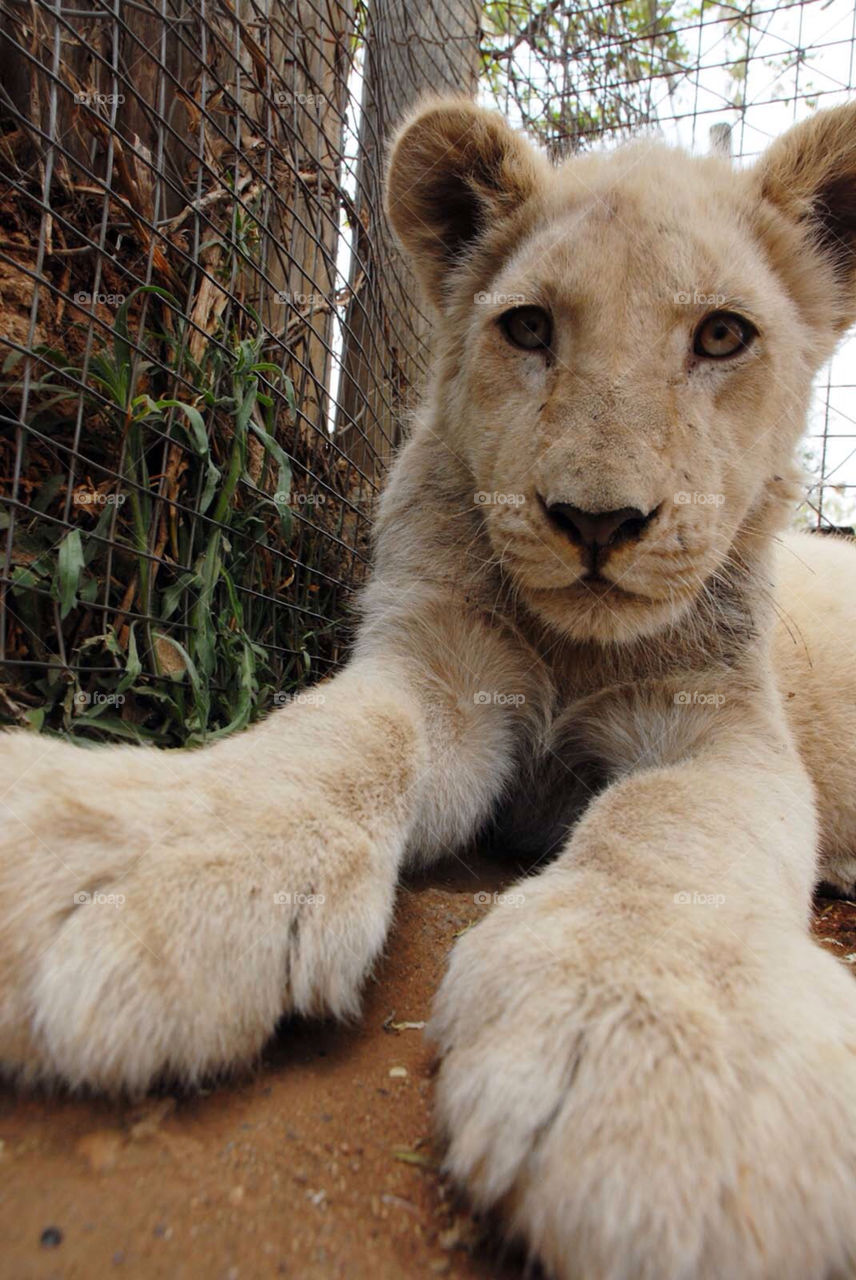 animal animals wild lion by el62580000