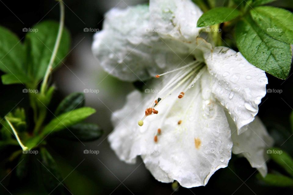 white flower in the rain.