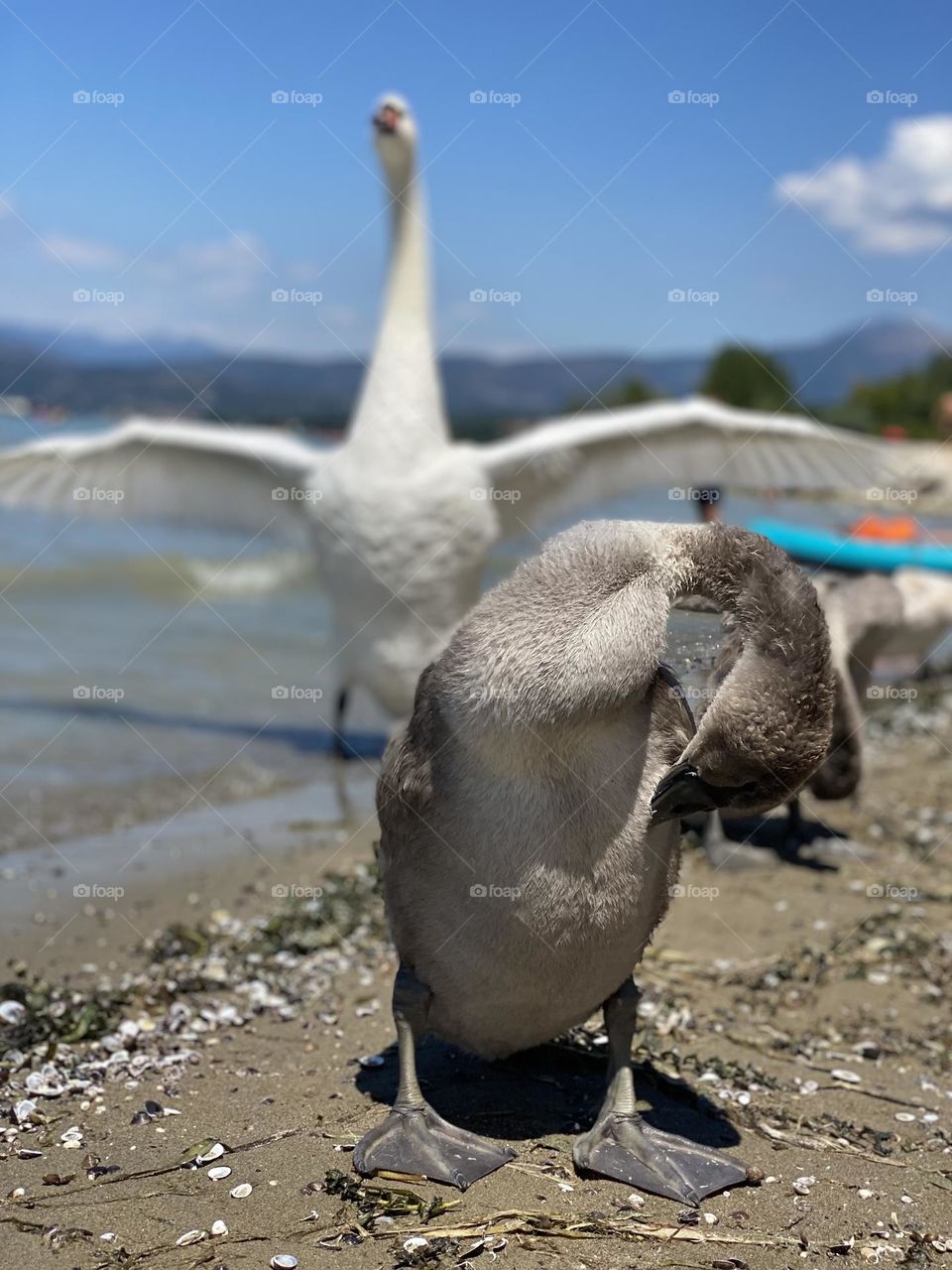 geese swans with cubs went to the shore of the lake for a walk