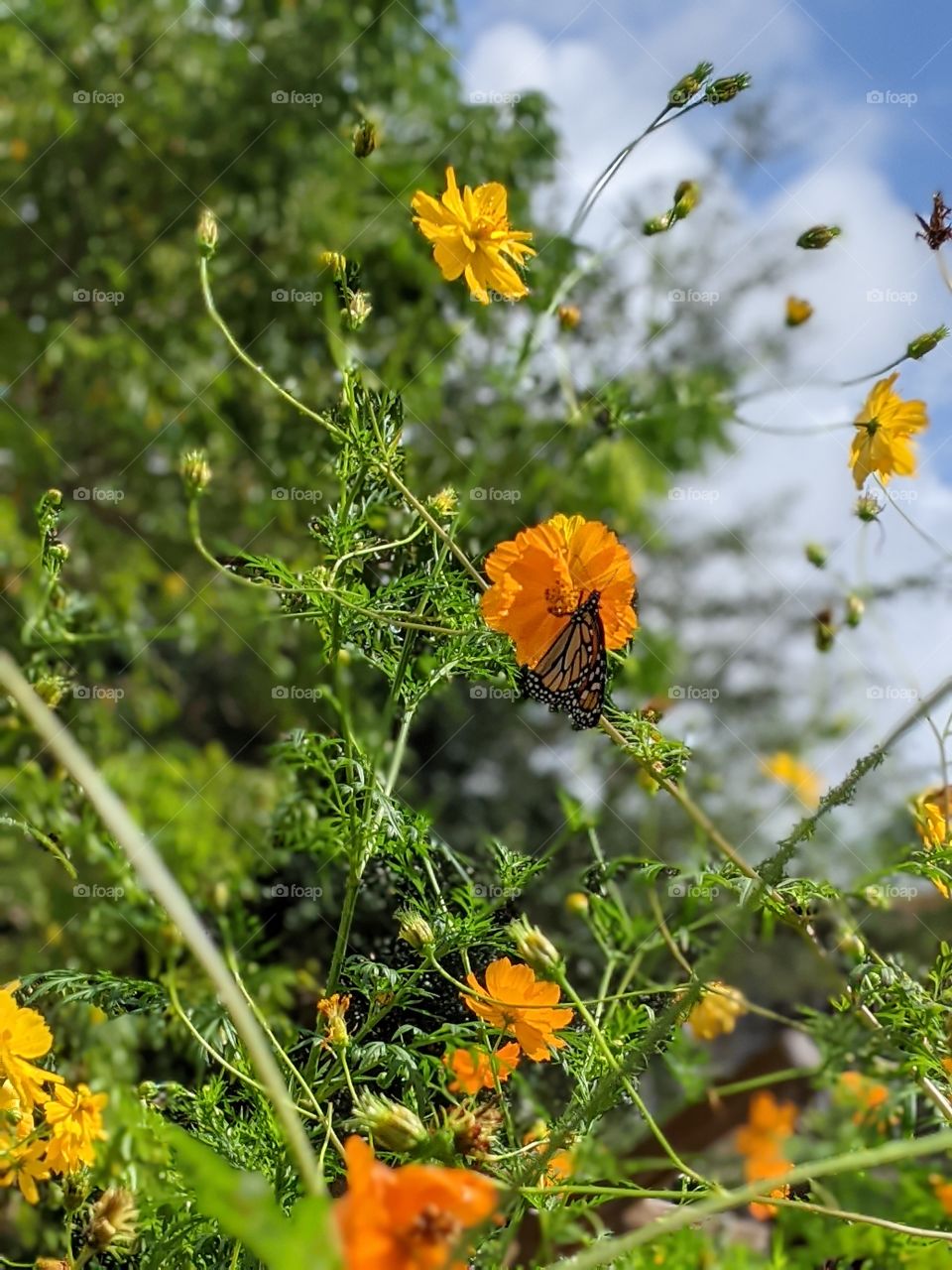 Butterfly on Orange flower