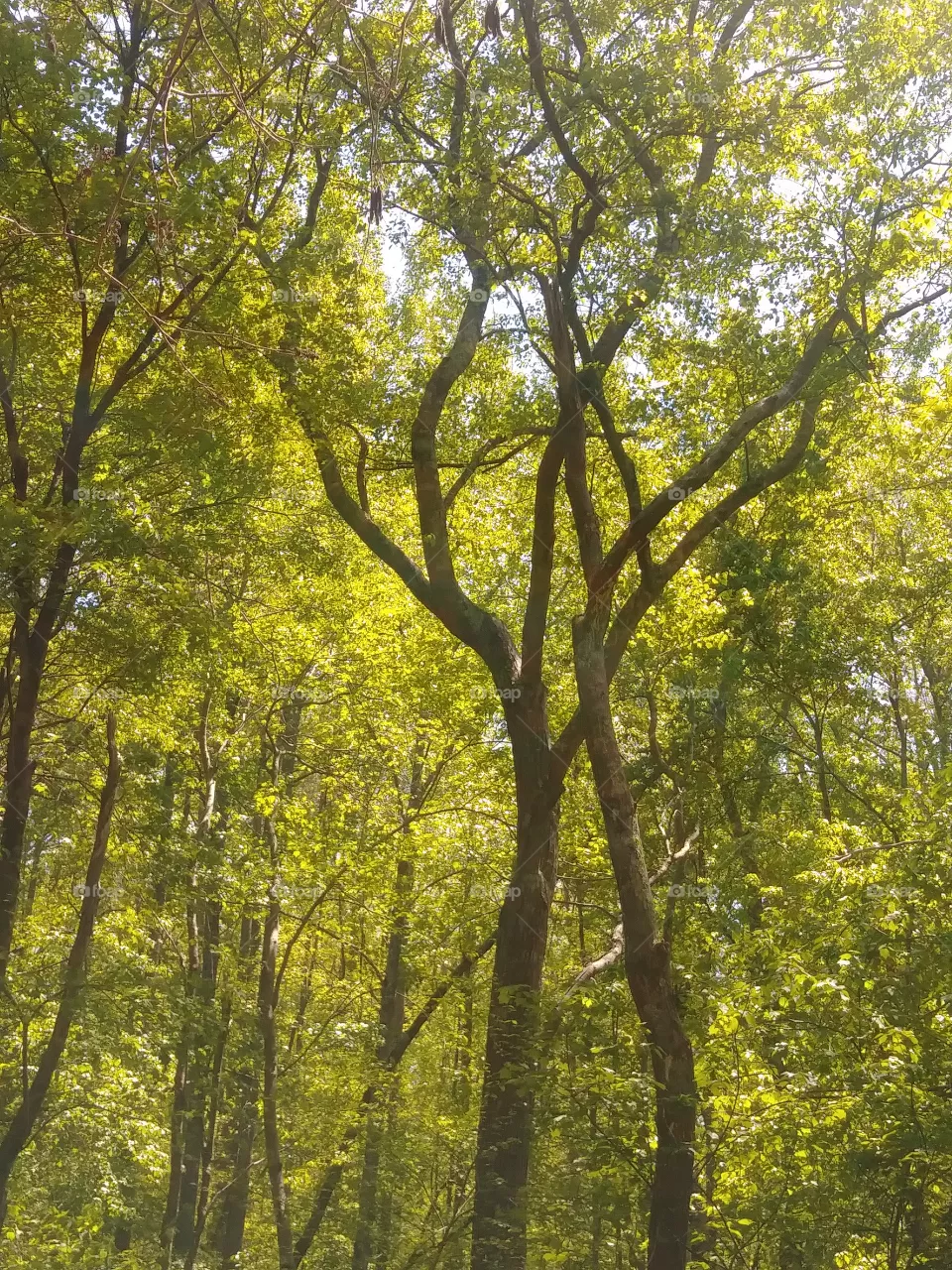 trees