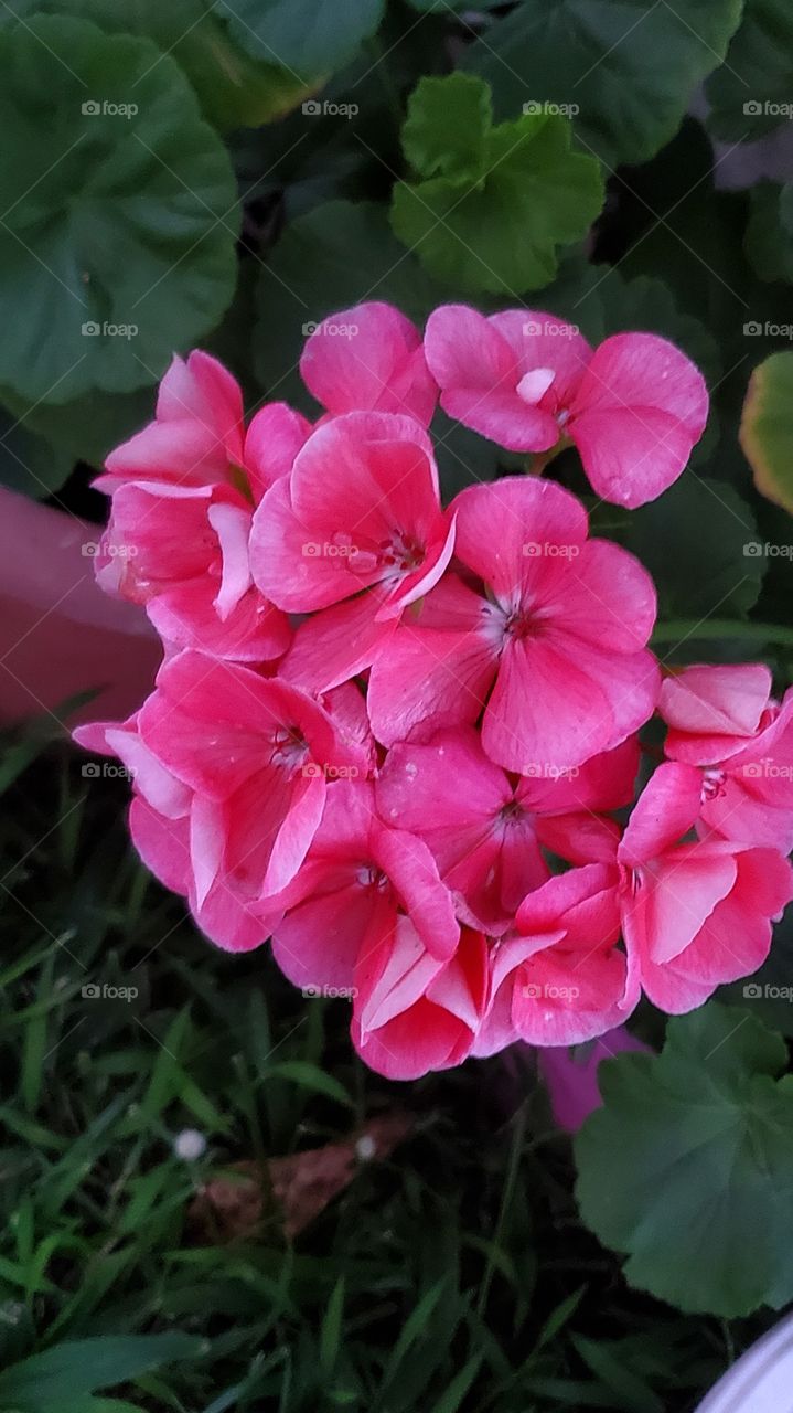 beautiful geranium