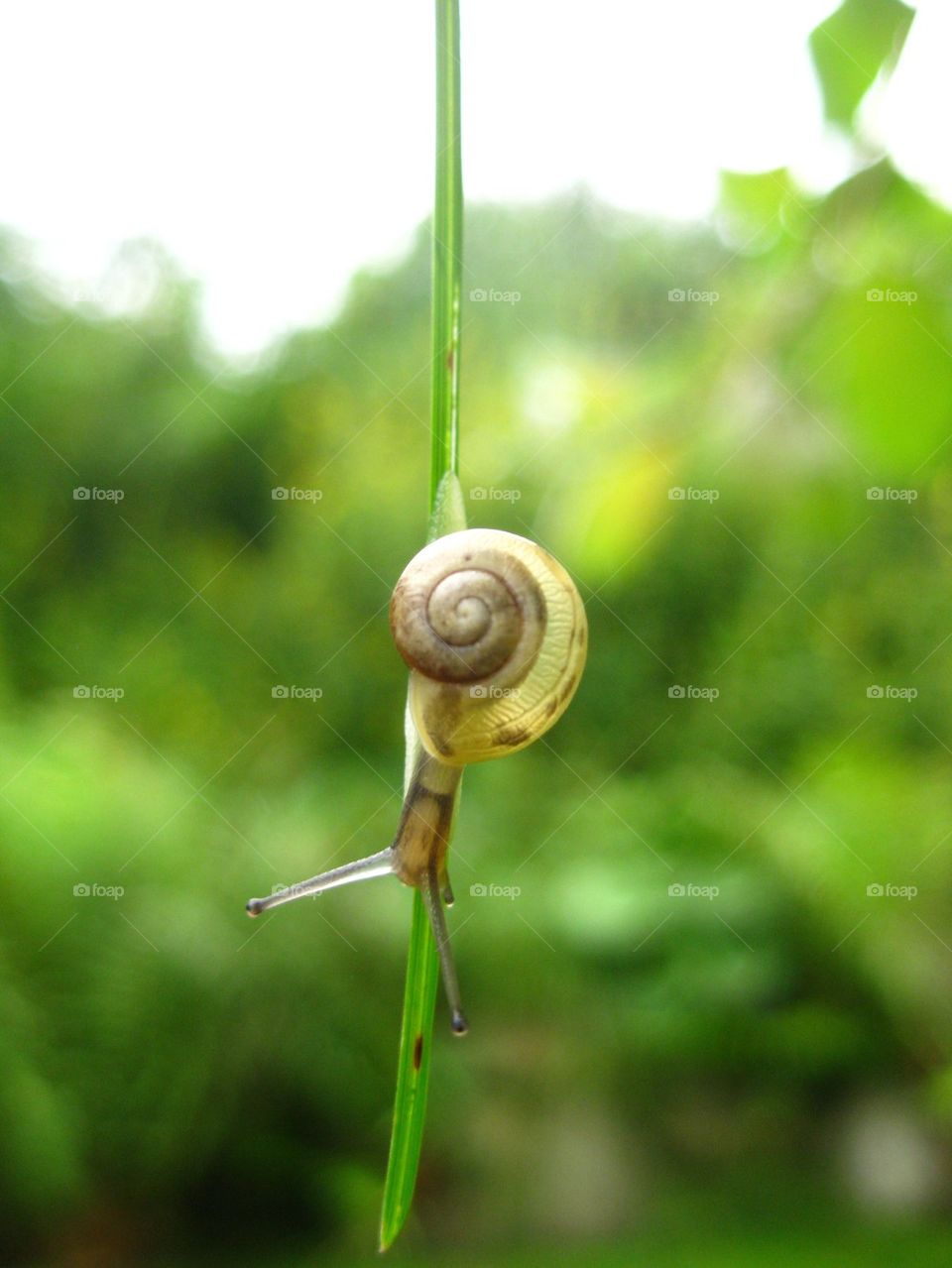 Little snail, where do you go?