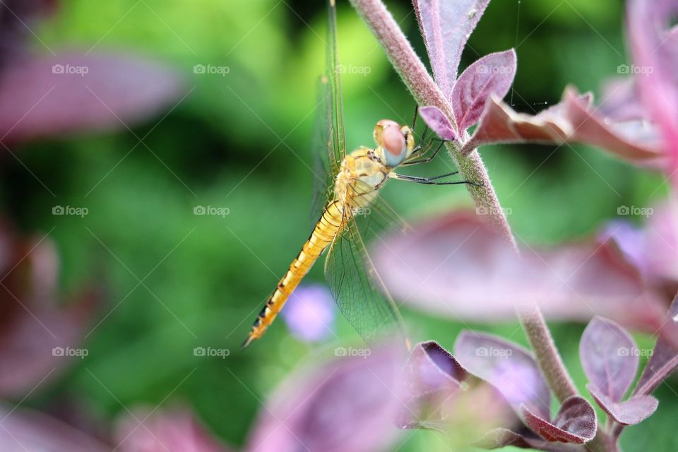 dragonfly