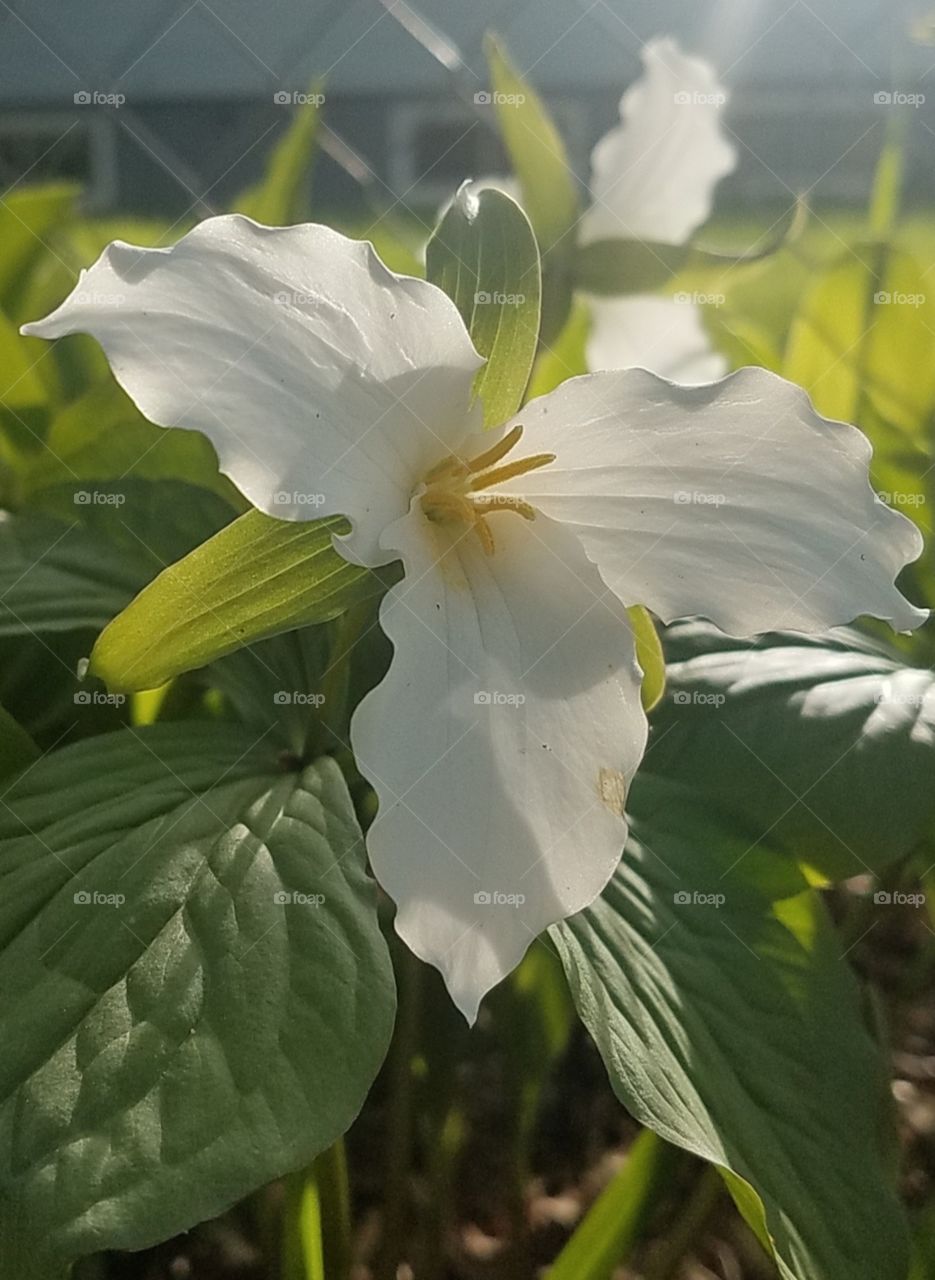Trillium