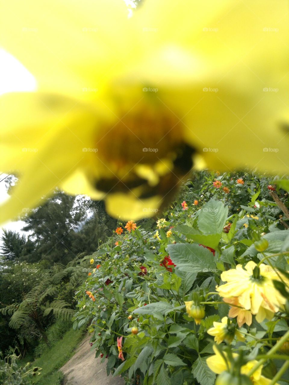 Bees collecting Honey from Flowers.  Nuwaraeliya Sri Lanka