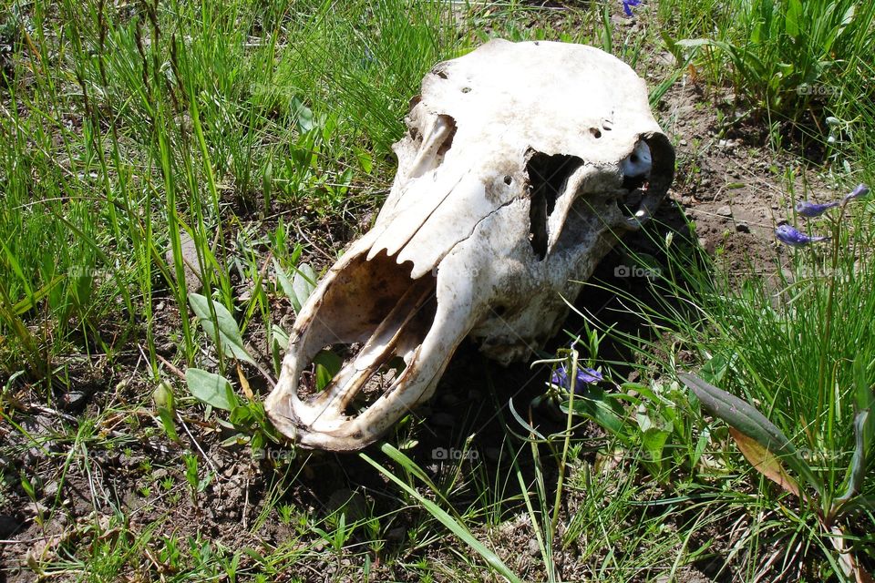 Bison buffalo skull at Yellowstone national park 
