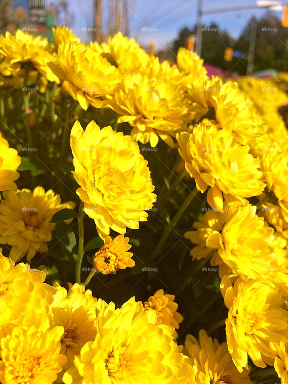 yellow flowers in Autumn 