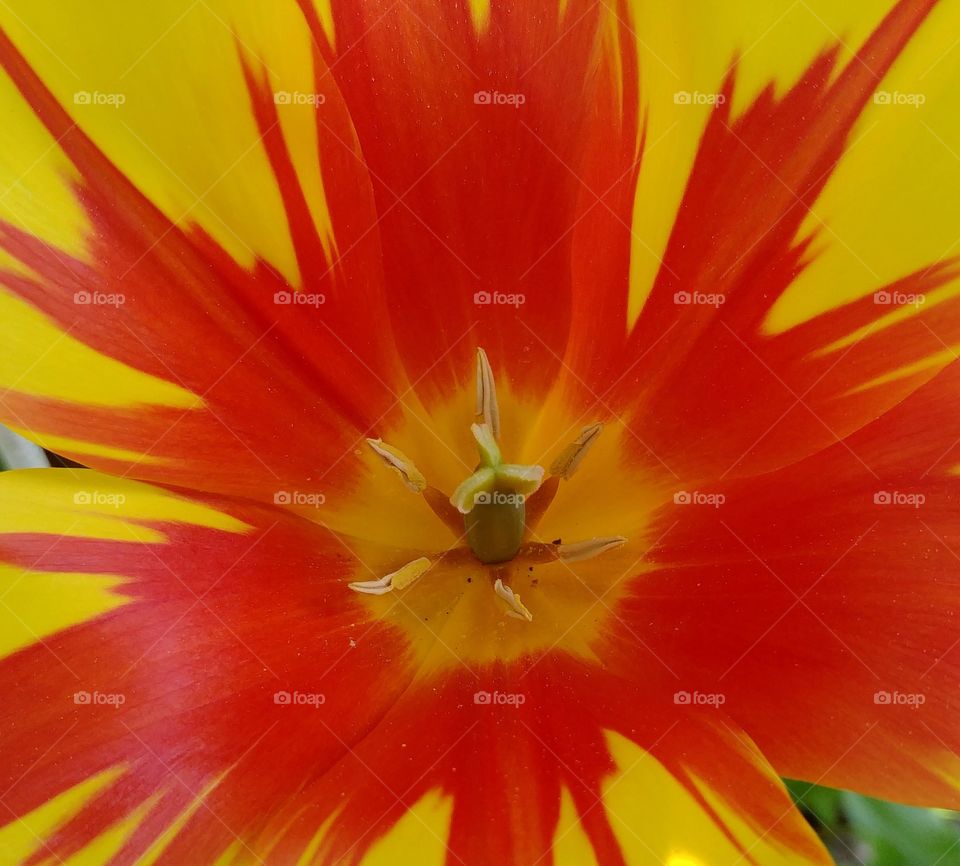 flower blume orange gelb rot. Tulpe yellow red