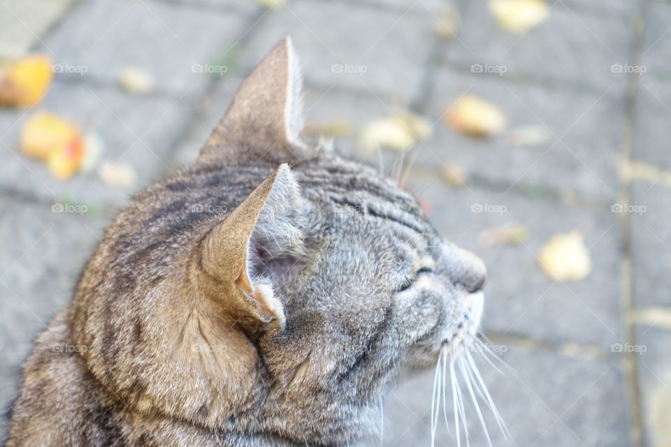 Profile of a cat on a sunny day.