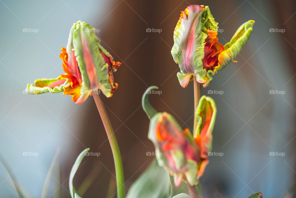 flowers from my garden