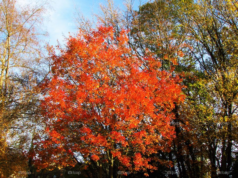 The fiery red of a maple on Exmoor, stood out against the surrounding plain, almost bare trees.