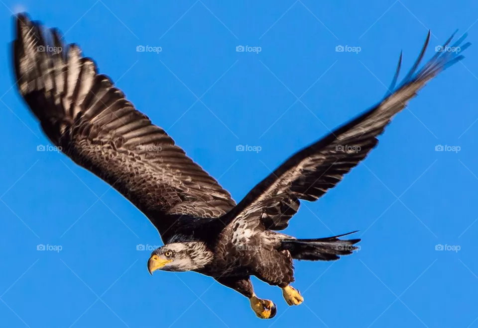 bird