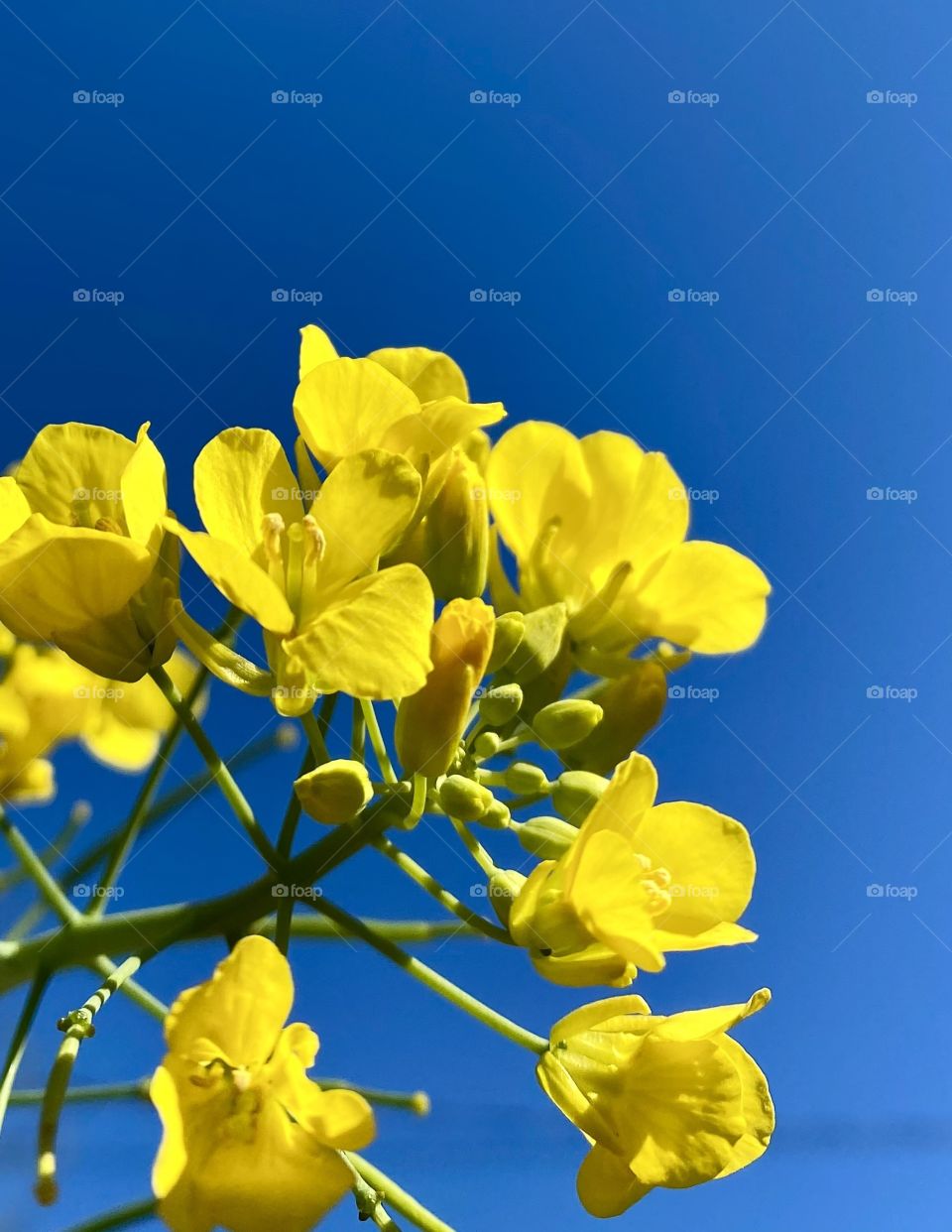Beautiful yellow flowers against a blue sky