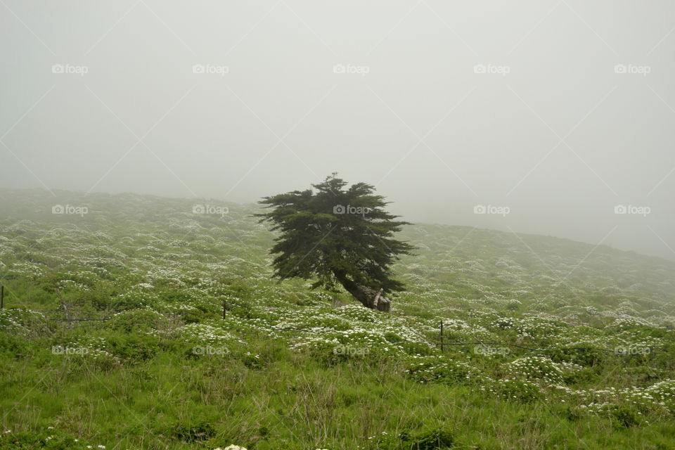 Landscape, Fog, Nature, Grass, Mountain