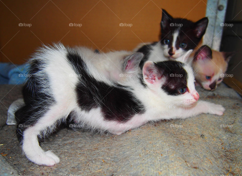 Kitten playing together