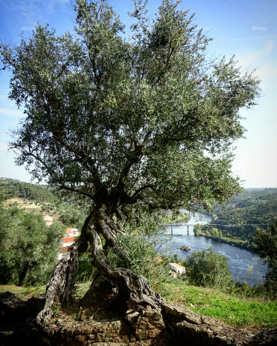 This olive tree must be as old as the place itself. Belver, Portugal