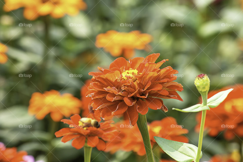 Orange Zinnia Bright colors attract insects.