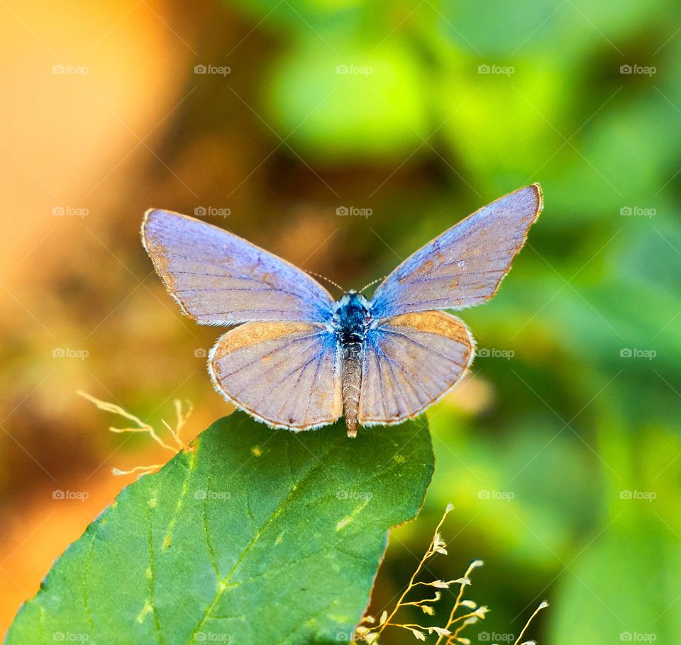 Butterfly - Garden photography 