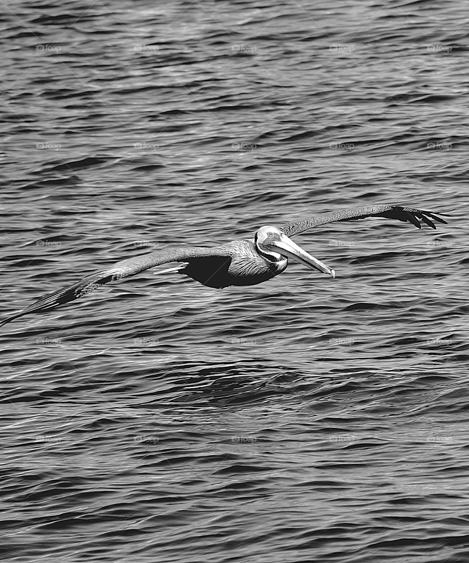 Pelican flys over surface of the ocean