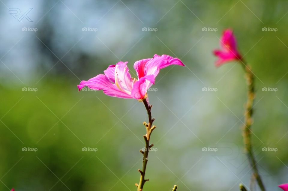 #nikon #nikonphotography #dslr #dslrcamera #dslrphotography #dslrofficial #dslrlover #dslrfansclub #flower #flowerphotography #flowersoffoap #flowerlovers #flowerporn #shrubs #pink #pinkflowers