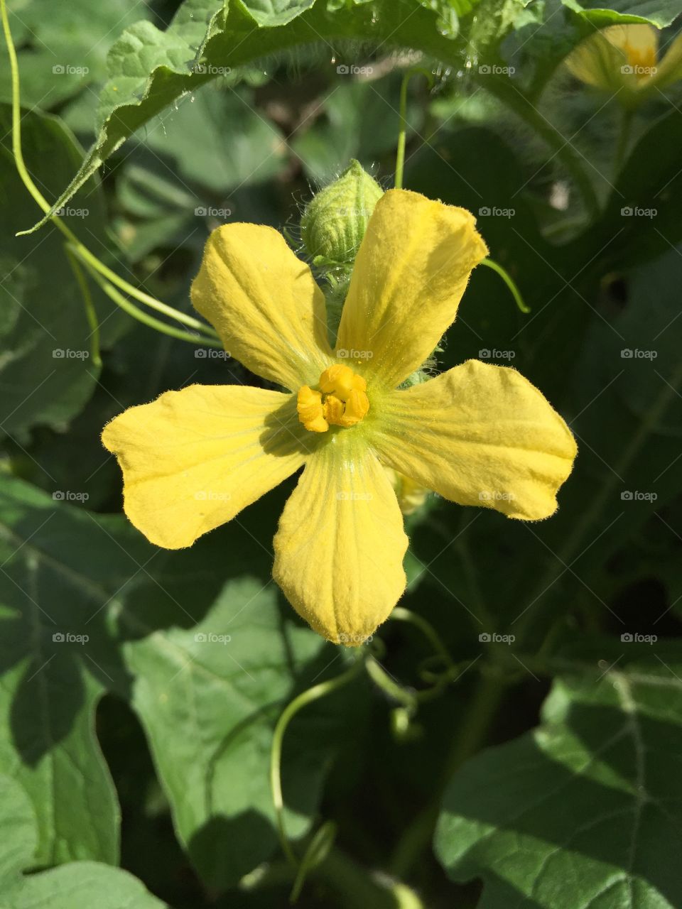 Happy watermelon flower