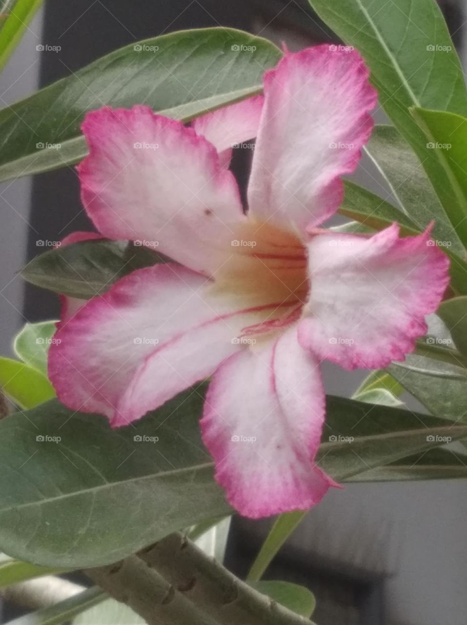 white and pink flower seasonal fresh shurb small size looks very beautiful generally found everywhere