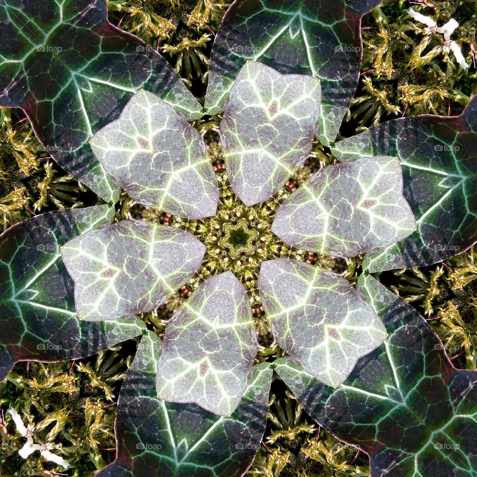 Ivy star mandala